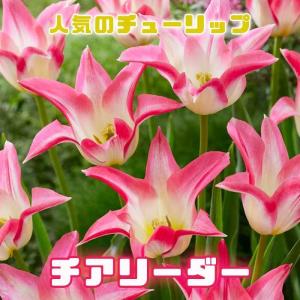 【10月上中旬より発送・早割】 チューリップ 球根 チアリーダー 3球 人気のチューリップ 秋植え プランター 寄せ植え 花壇 花の大和