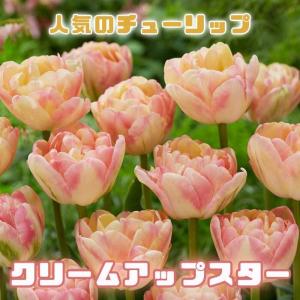 【10月上中旬より発送・早割】 チューリップ 球根 クリームアップスター 3球 人気のチューリップ 秋植え プランター 寄せ植え 花壇 花の大和