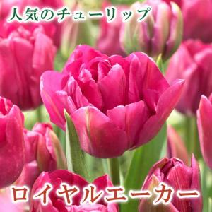 【10月上中旬より発送・早割】 チューリップ 球根 ロイヤルエーカー 3球 人気のチューリップ 秋植え プランター 寄せ植え 花壇 花の大和