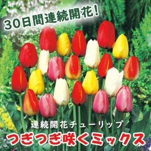 【10月上中旬より発送・早割】 チューリップ 球...の商品画像