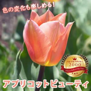 【10月上中旬より発送・早割】 チューリップ 球根 アプリコットビューティー 3球 バルブオブザイヤー受賞 秋植え 花の大和