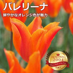 【10月上中旬より発送・早割】 チューリップ 球...の商品画像