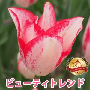 【10月上中旬より発送・早割】 チューリップ 球根 ビューティトレンド 3球 バルブオブザイヤー受賞 秋植え 花の大和