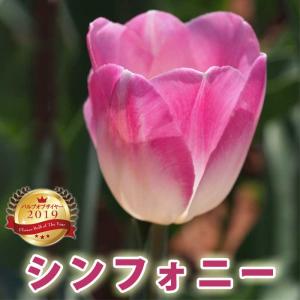 【10月上中旬より発送・早割】 チューリップ 球根 シンフォニー 3球 バルブオブザイヤー受賞 秋植え 花の大和