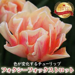【10月上中旬より発送・早割】 チューリップ 球根 フォクシーフォックストロット 3球 バルブオブザイヤー受賞 秋植え 花の大和