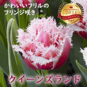 【10月上中旬より発送・早割】 チューリップ 球根 クィーンズランド 3球 バルブオブザイヤー受賞 秋植え 花の大和