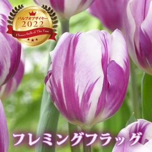 【10月上中旬より発送・早割】 チューリップ 球根 フレミングフラッグ 3球 バルブオブザイヤー受賞 秋植え 花の大和