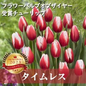 【10月上中旬より発送・早割】 チューリップ 球根 タイムレス 3球 バルブオブザイヤー受賞 秋植え 花の大和