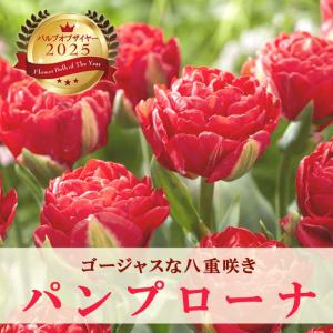 【10月上中旬より発送・早割】 チューリップ 球根 パンプローナ 3球 バルブオブザイヤー受賞 秋植え 花の大和
