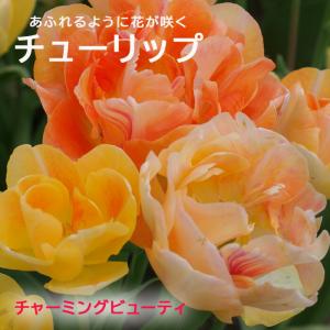 【10月上中旬より発送・早割】 枝咲き チューリ...の商品画像