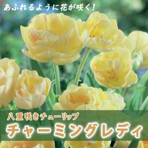 【10月上中旬より発送・早割】 枝咲き チューリップ 球根 チャーミングレディ 3球 八重咲き あふれるように花が咲く プランター栽培 花の大和