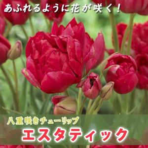 【10月上中旬より発送・早割】 枝咲き チューリップ 球根 エスタティック 3球 八重咲き あふれるように花が咲く プランター栽培 花壇 花の大和