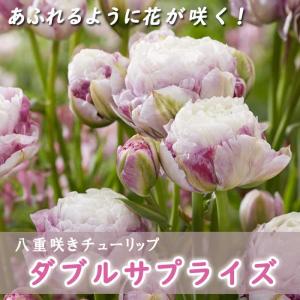 【10月上中旬より発送・早割】 枝咲き チューリップ 球根 ダブルサプライズ 3球 八重咲き あふれるように花が咲く プランター栽培 花壇 花の大和