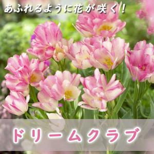 【10月上中旬より発送・早割】 枝咲き チューリップ 球根 ドリームクラブ 3球 あふれるように花が咲く プランター栽培 花壇 寄せ植え 花の大和