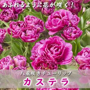 【10月上中旬より発送・早割】 枝咲き チューリップ 球根 カステラ 3球 八重咲き あふれるように花が咲く プランター栽培 花壇 寄せ植え 花の大和