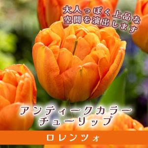 【10月上中旬より発送・早割】 チューリップ 球根 ロレンツォ 3球 アンティークカラー オレンジ 秋植え 寄せ植え プランター栽培 花の大和