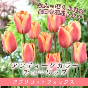 【10月上中旬より発送・早割】 チューリップ 球...の商品画像
