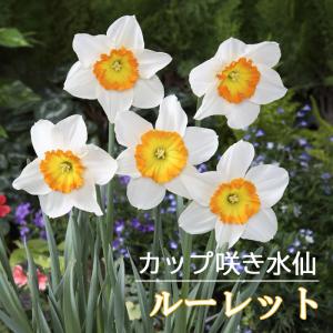 【10月上中旬より発送・早割】 水仙 球根 ルーレット 2球 カップ咲き スイセン 秋植え プランター栽培 寄せ植え 花の大和