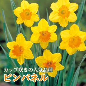 【10月上中旬より発送・早割】 水仙 球根 ピンパネル 2球 カップ咲き スイセン 秋植え プランター栽培 寄せ植え 花の大和