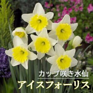 【10月上中旬より発送・早割】 水仙 球根 アイスフォーリス 2球 大 カップ咲き スイセン 秋植え プランター栽培 寄せ植え 花の大和