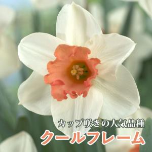 【10月上中旬より発送・早割】 水仙 球根 クールフレーム 2球 カップ咲き スイセン 秋植え プランター栽培 寄せ植え 花の大和