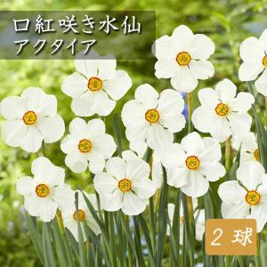 【10月上中旬より発送・早割】 水仙 球根 アクタイア 2球 口紅咲き アクタエア スイセン 秋植え プランター栽培 寄せ植え 花の大和