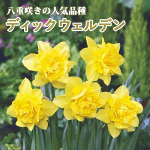 水仙 八重咲き 黄花品種 球根 （2球入） （植え付け時期9月中旬〜12月