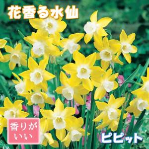【10月上中旬より発送・早割】 花香る 水仙 球根 【 ピピット 】2球 スイセン 切り花にも 秋植え 早春の花 寄せ植え 芳香 花の大和