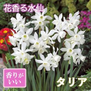 【10月上中旬より発送・早割】 花香る 水仙 球根 【 タリア 】2球 スイセン 切り花にも 秋植え 早春の花 寄せ植え 芳香 花の大和