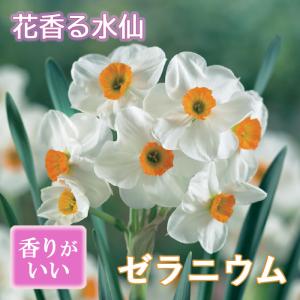【10月上中旬より発送・早割】 花香る 水仙 球根 【 ゼラニウム 】2球 スイセン 切り花にも 秋植え 早春の花 寄せ植え 芳香 花の大和