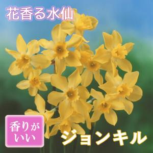 【10月上中旬より発送・早割】 花香る 水仙 球根 【 ジョンキル 】3球 スイセン 切り花にも 秋植え 早春の花 寄せ植え 芳香 花の大和