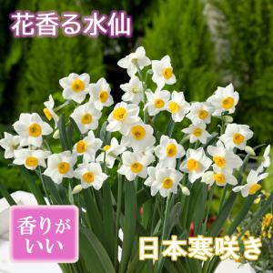 【10月上中旬より発送・早割】 花香る 水仙 球根 【 日本寒咲き水仙 】2球 スイセン 切り花にも 秋植え 寄せ植え 芳香 花の大和