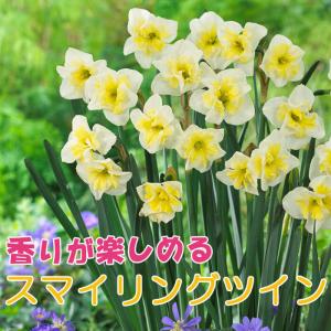 【10月上中旬より発送・早割】 花香る 水仙 球根 【 スマイリングツイン 】2球 スイセン 切り花にも 秋植え 早春の花 寄せ植え 芳香 花の大和