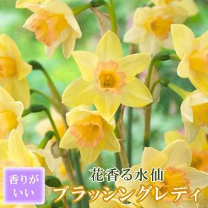 【10月上中旬より発送・早割】 花香る 水仙 球根 【 ブラッシングレディ 】2球 スイセン 切り花にも 秋植え 早春の花 寄せ植え 芳香 花の大和