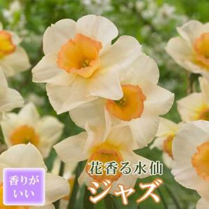 【10月上中旬より発送・早割】 花香る 水仙 球根 【 ジャズ 】2球 スイセン 切り花にも 秋植え 早春の花 寄せ植え 芳香 花の大和