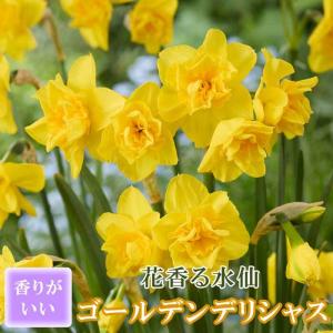 【10月上中旬より発送・早割】 花香る 水仙 球根 【 ゴールデンデリシャス 】2球 スイセン 切り花にも 秋植え 早春の花 寄せ植え 芳香 花の大和