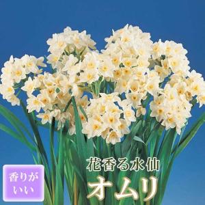 【10月上中旬より発送・早割】 花香る 水仙 球根 【 オムリ 】2球 スイセン 切り花にも 秋植え 早春の花 寄せ植え 芳香 花の大和