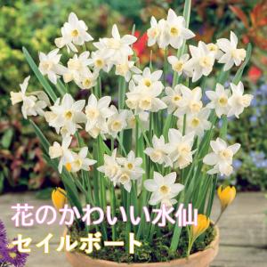 【10月上中旬より発送・早割】 花のかわいい ミニ 水仙 球根 【 セイルボート 】3球 スイセン 寄せ植え コンテナ 鉢植え 花壇 秋植え 花の大和