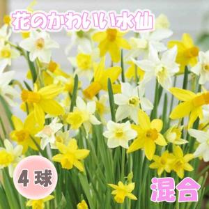 【10月上中旬より発送・早割】 花のかわいい ミニ 水仙 球根 【 混合 】４球 スイセン 寄せ植え コンテナ 鉢植え 花壇 秋植え 花の大和