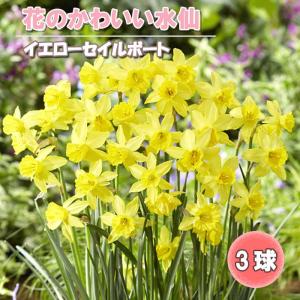 【10月上中旬より発送・早割】 花のかわいい ミニ 水仙 球根 【 イエローセイルボート 】3球 スイセン 寄せ植え 鉢植え 花壇 秋植え 花の大和