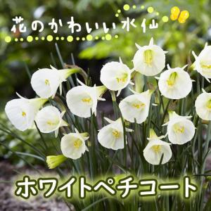 【10月上中旬より発送・早割】 花のかわいい ミニ 水仙 球根 【 ホワイトペチコート 】3球 スイセン 寄せ植え 鉢植え 花壇 秋植え 花の大和