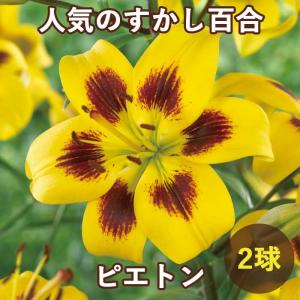 【10月上中旬より発送・早割】 すかし百合 【 ...の商品画像