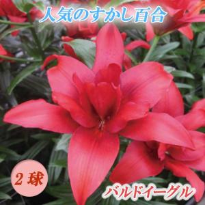 【10月上中旬より発送・早割】 すかし百合 【 バルドイーグル 】 球根 2球 秋植え 冬植え 百合 鉢植え 花壇 ユリ Lily 花の大和