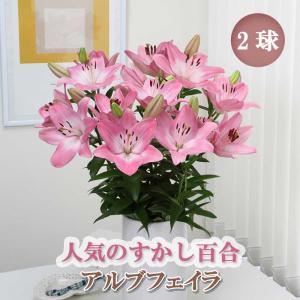 【10月上中旬より発送・早割】 すかし百合 【 アルブフェイラ 】 球根 2球 秋植え 冬植え 百合 鉢植え 花壇 ユリ Lily 花の大和