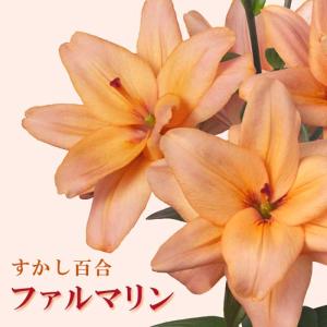【10月上中旬より発送・早割】 すかし百合 【 ファルマリン 】 球根 2球 アプリコット色 秋植え 冬植え 百合 鉢植え 花壇 ユリ Lily 花の大和