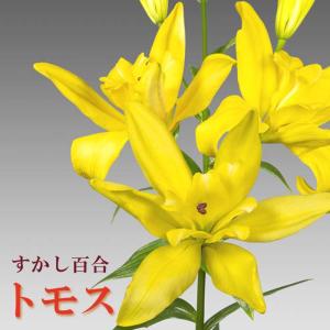 【10月上中旬より発送・早割】 すかし百合 【 トモス 】 球根 2球 黄 秋植え 冬植え 百合 イエロー yellow 鉢植え 花壇 ユリ Lily 花の大和