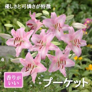 【10月上中旬より発送・早割】 カサブランカ 球根 プーケット （ ピンク カサブランカ）1球 オリエンタル リリー 桃 lily 百合 秋植え 冬植え 花の大和