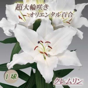 【10月上中旬より発送・早割】 超大輪 オリエン...の商品画像