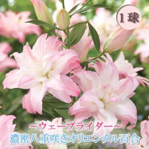 オリエンタル百合　プー 大きなピンクのユリの花　苗球根 オリエンタル系 ユリ球根 ピンク5球 - メルカリ
