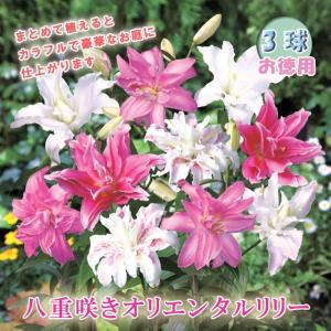 【10月上中旬より発送・早割】 八重咲き オリエンタルリリー 混合 球根 3球 【 お徳用 】 秋植え 冬植え ユリ lily リリー 百合 花の大和